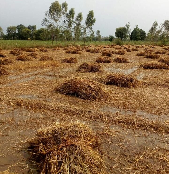 farmers worried due to rain