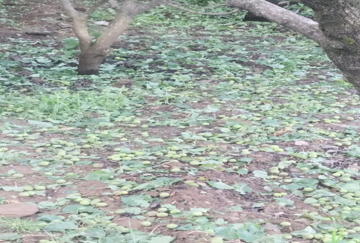 Fruits damaged in Sirmaur due to hailstorm, weather warning for tomorrow