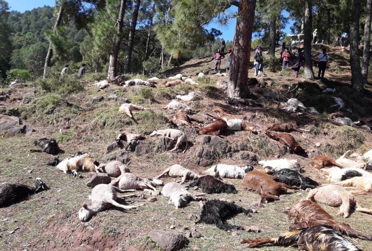 Hundreds of goats die due to Celestial lightning in Patha village of Rajouri jammu kashmir