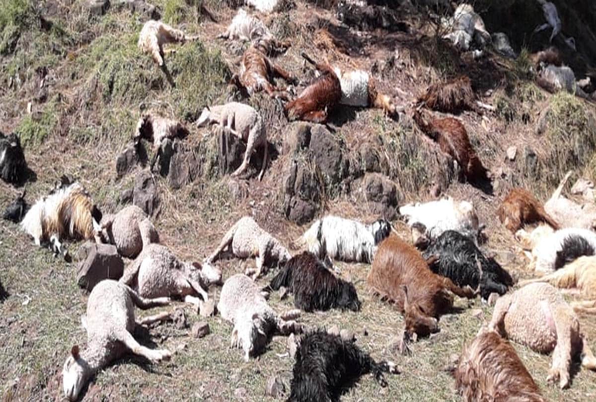 Hundreds of goats die due to Celestial lightning in Patha village of Rajouri jammu kashmir