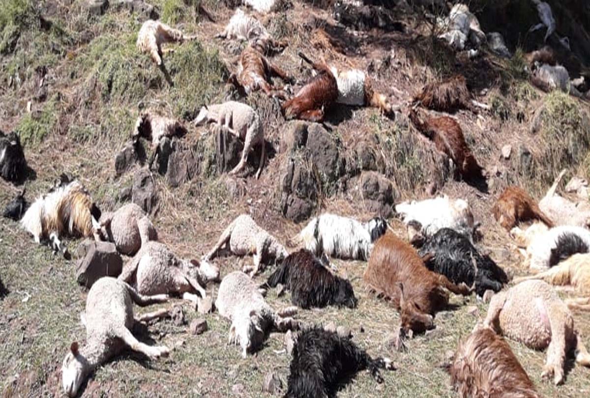 Hundreds of goats die due to Celestial lightning in Patha village of Rajouri jammu kashmir