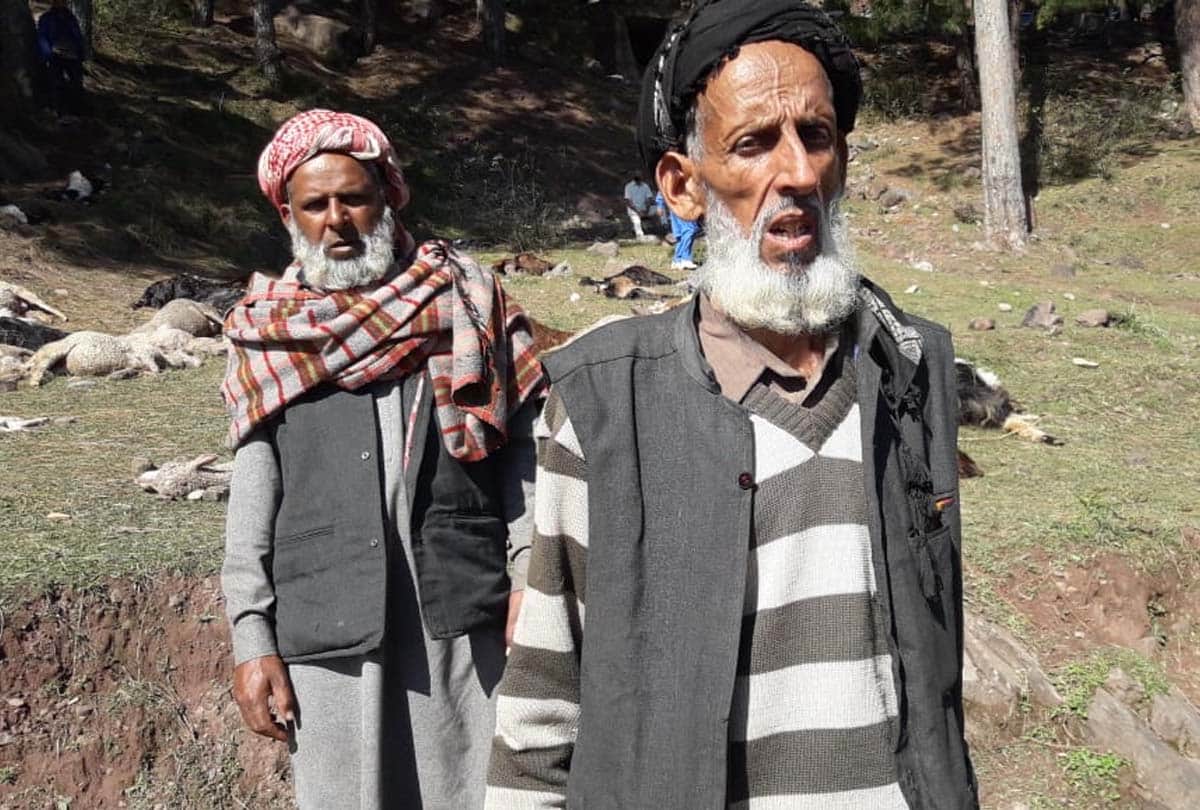 Hundreds of goats die due to Celestial lightning in Patha village of Rajouri jammu kashmir
