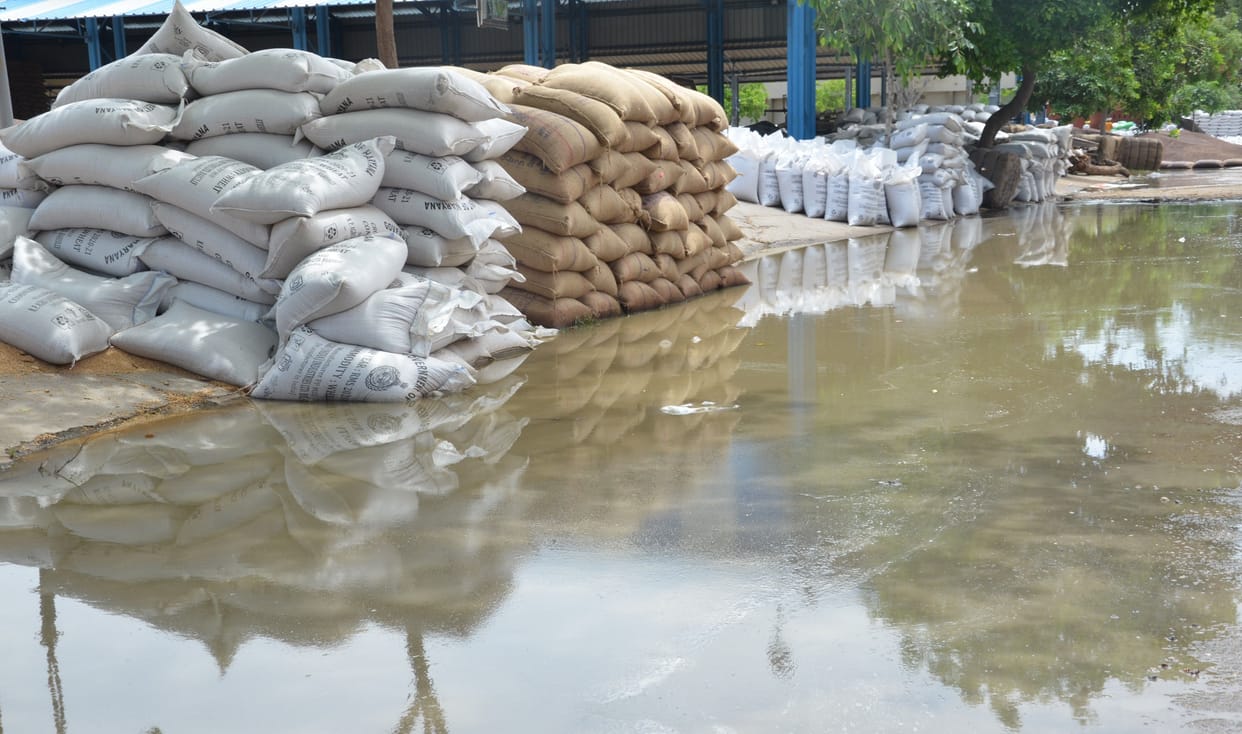 Wheat and mustard rotten in the market after rain.