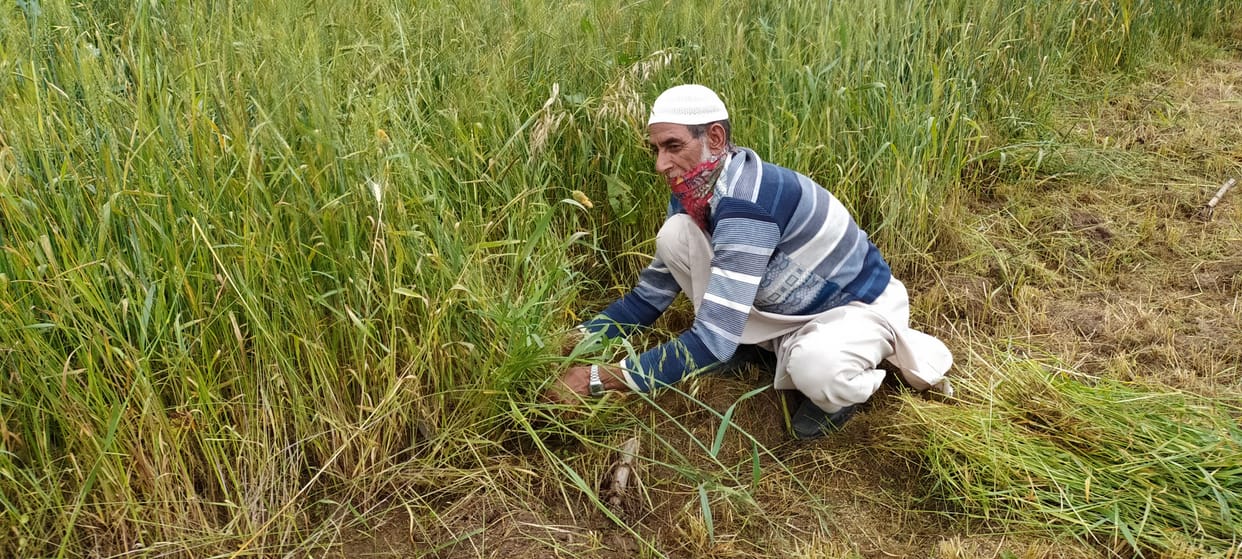 agriculture