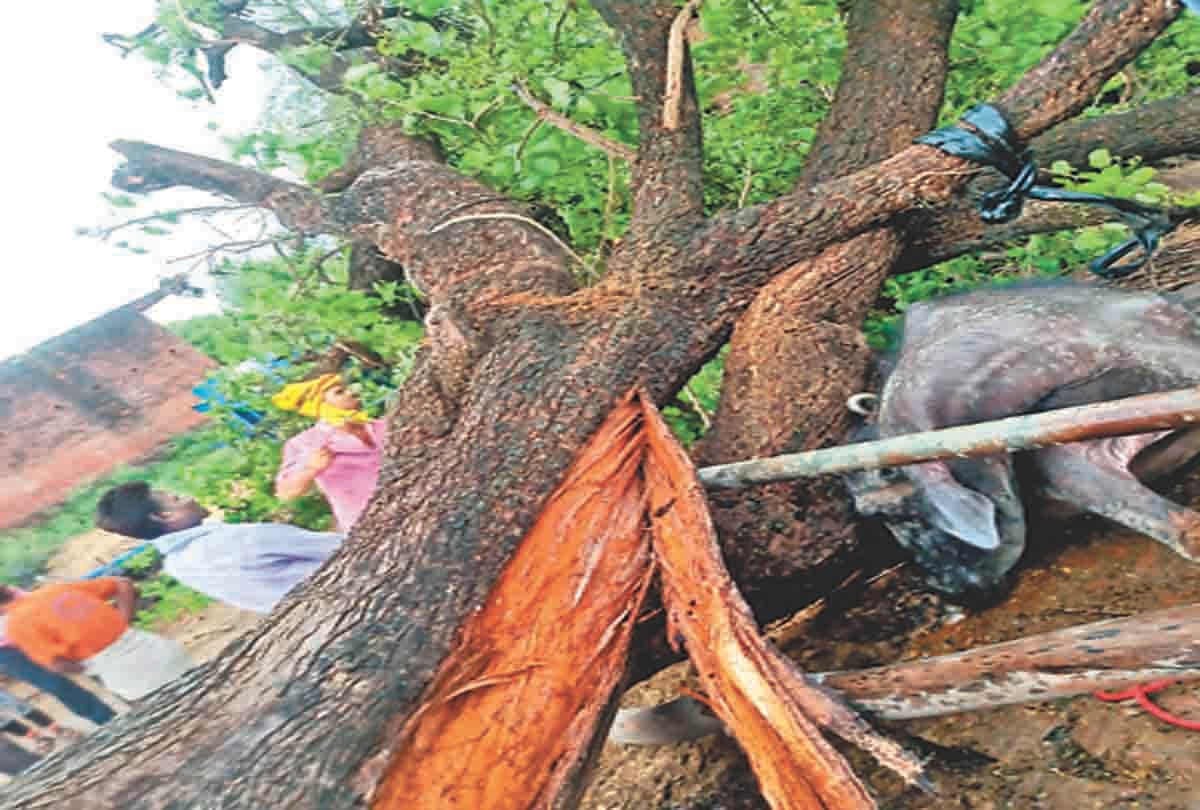 Pratapgarh: Lightning strikes in a storm, traffic falls due to falling trees