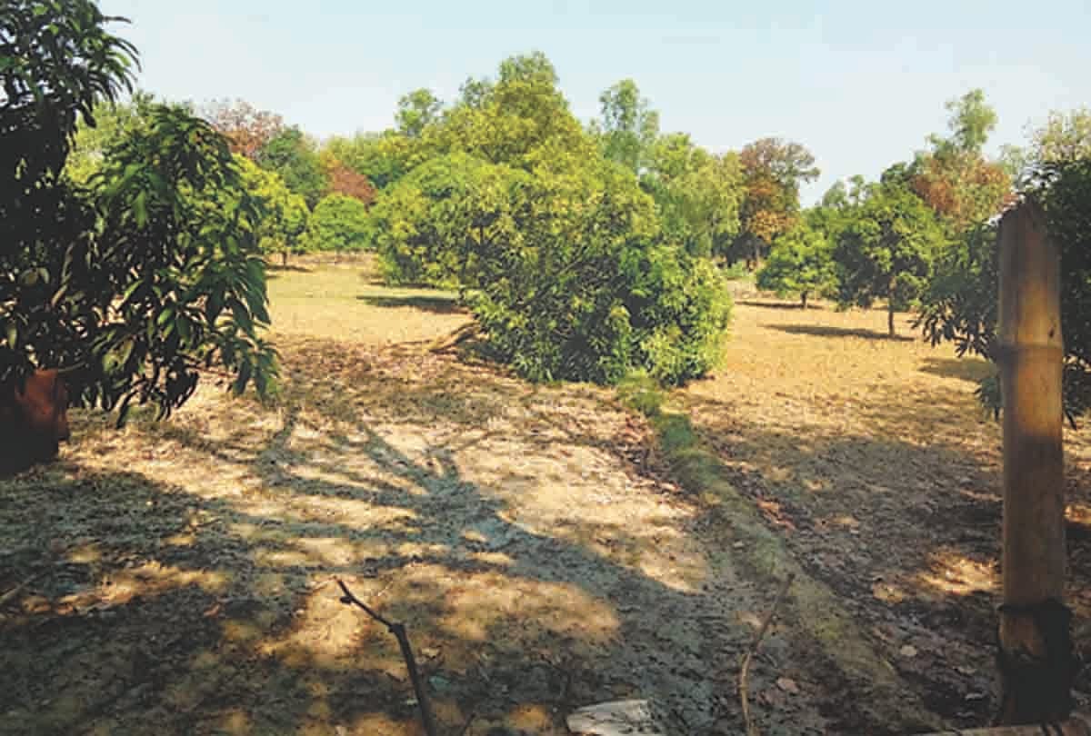 Teenager dies after falling from tree while plucking mangoes in Mainpuri