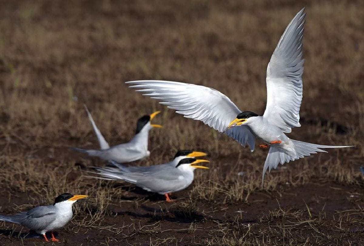 why can not humans fly like birds know scientific reasons