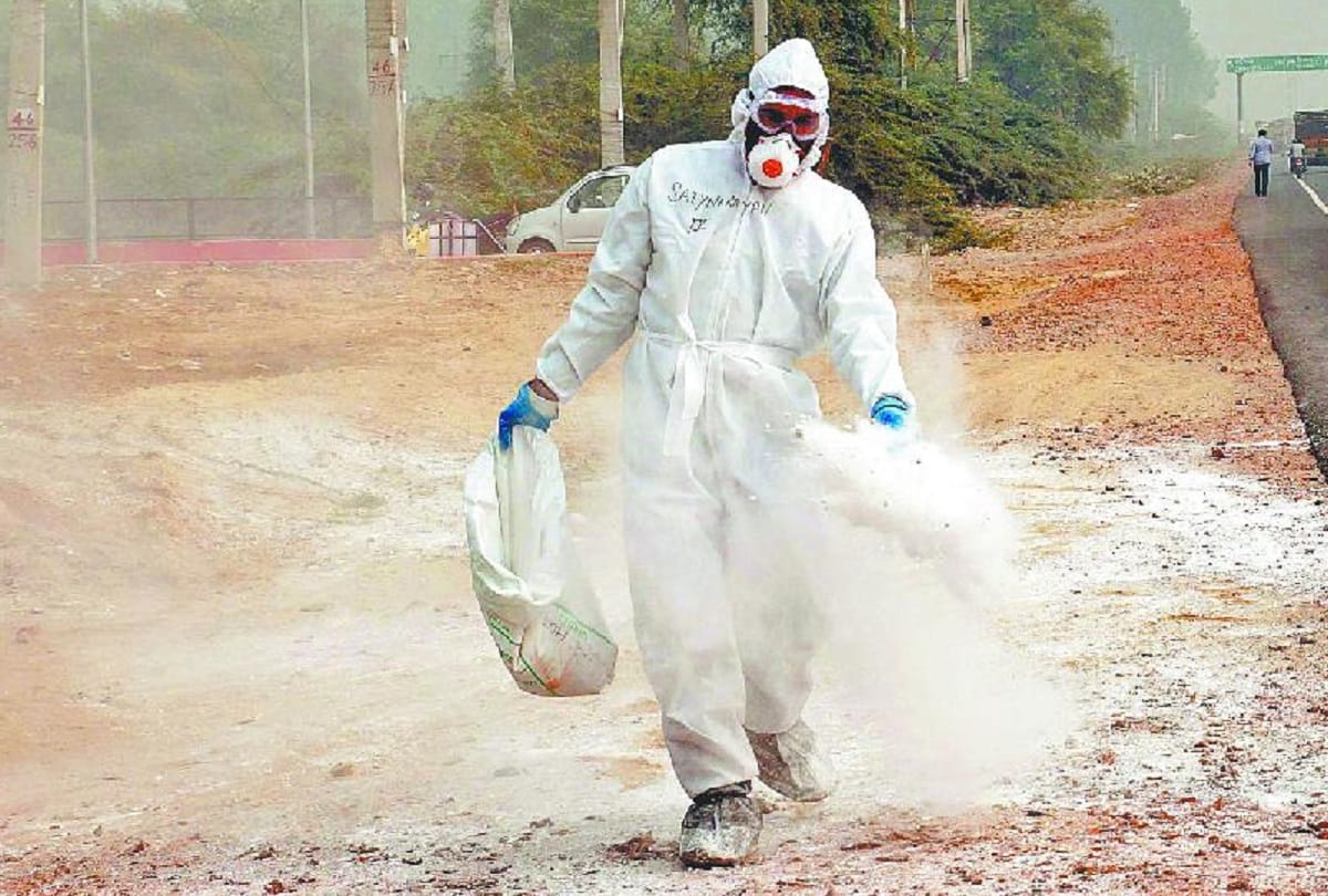 800 pigs die of African Swine Fever in Ranchi
