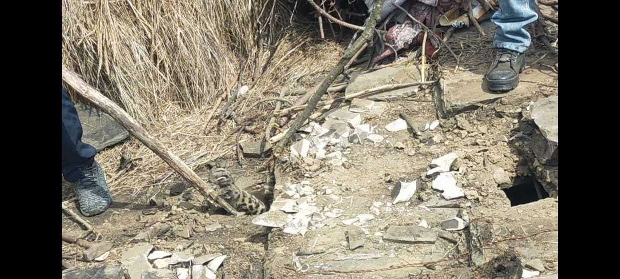 Leopard enters Khatiyari village, caught by tranquilizing