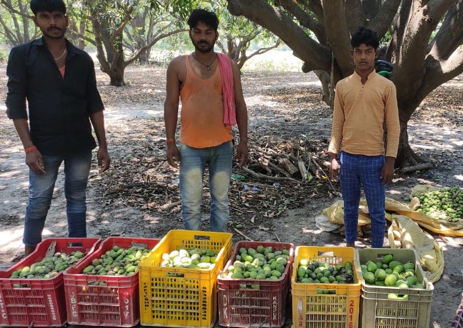 Horticulture claims 15 to 20 percent of mango crop loss, farmers say 70 percent crop wasted