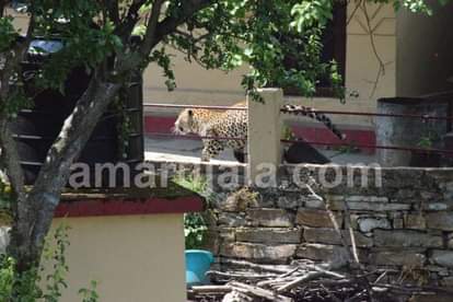 almora : leopard hide in khandahar near village