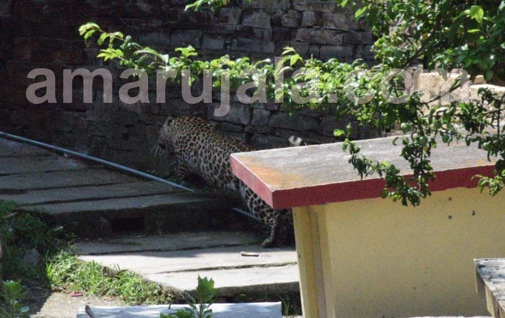almora : leopard hide in khandahar near village