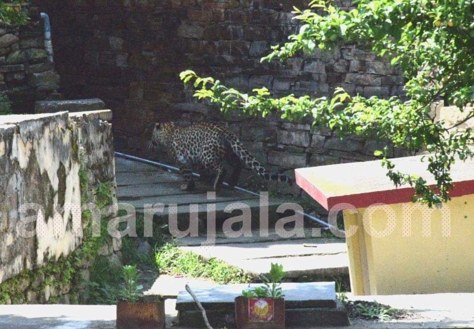 almora : leopard hide in khandahar near village