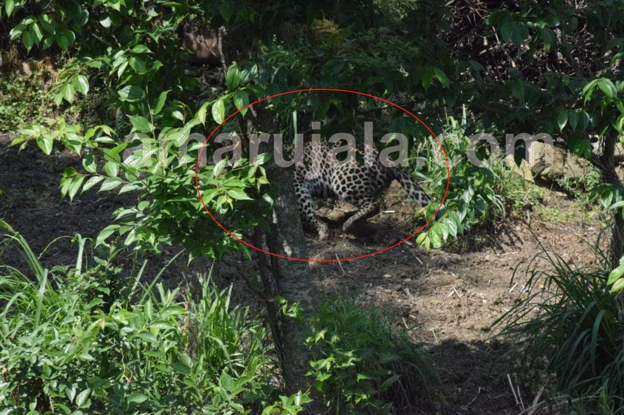 almora : leopard hide in khandahar near village