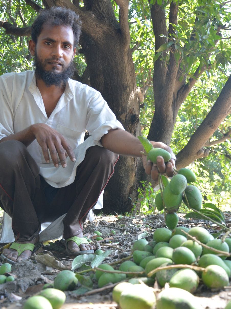 Damage to mango crop due to storm