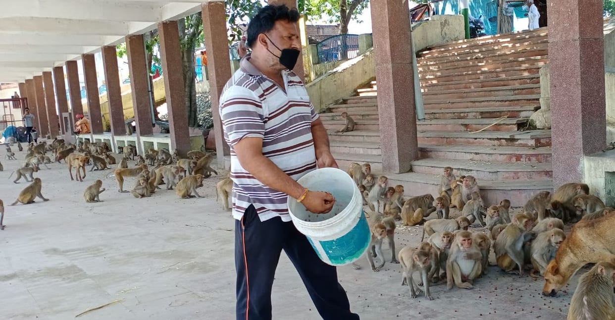 Ram Prakash is feeding the monkeys by boiling gram daily