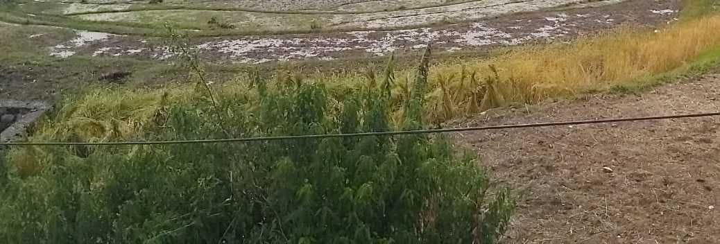 Crop damage in bageshwar