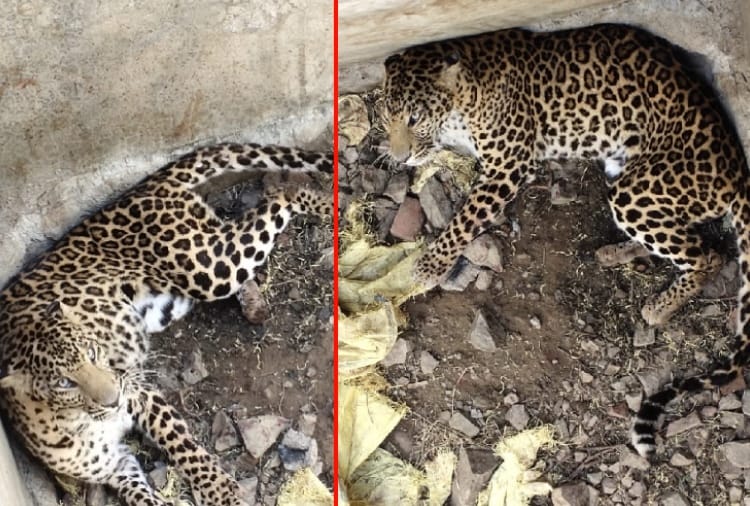 Leopard fell into water tank at a village of Morni
