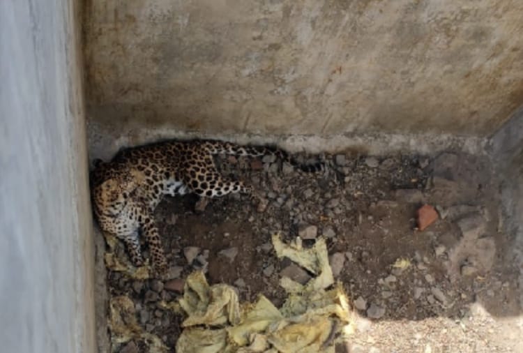 Leopard fell into water tank at a village of Morni