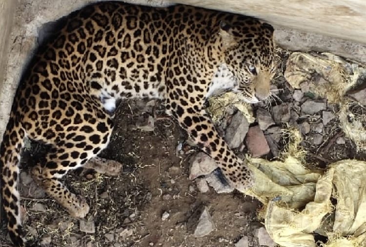 Leopard fell into water tank at a village of Morni
