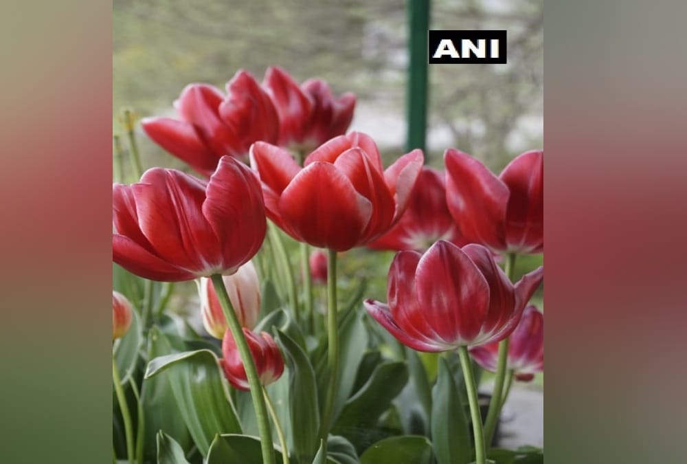 Kashmir valley Tulip Flower Grows in Munsiyari , See Beautiful Visuals