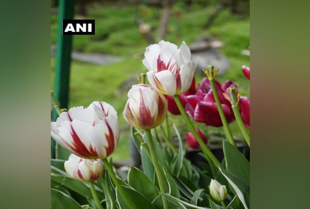 Kashmir valley Tulip Flower Grows in Munsiyari , See Beautiful Visuals
