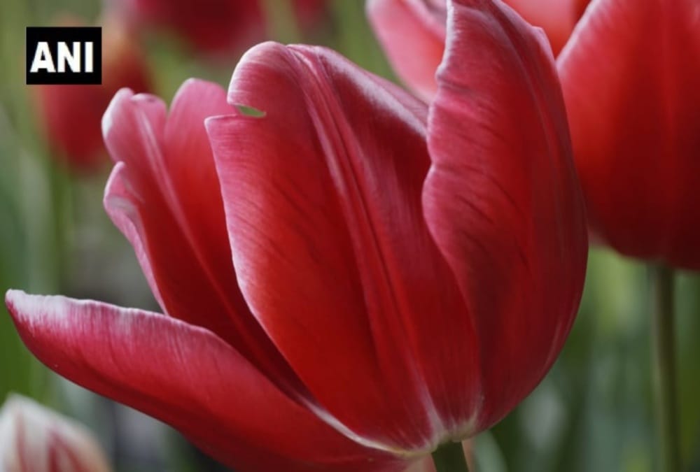 Kashmir valley Tulip Flower Grows in Munsiyari , See Beautiful Visuals