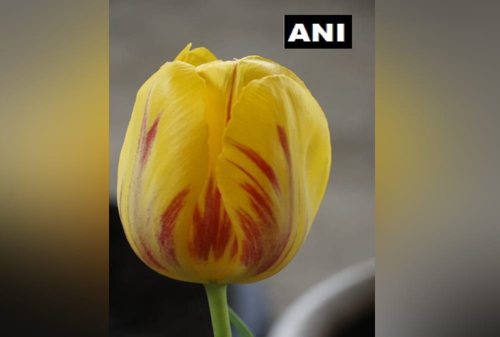Kashmir valley Tulip Flower Grows in Munsiyari , See Beautiful Visuals