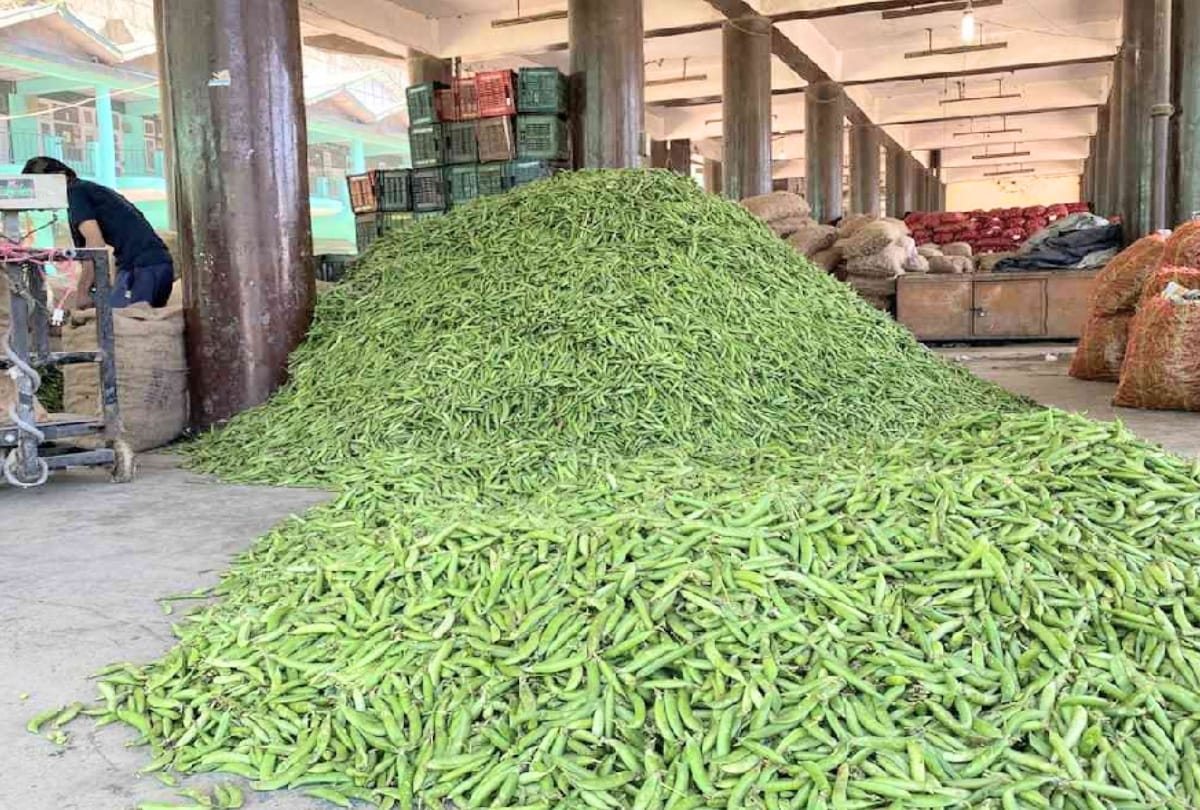 There is a huge demand for Shimla peas, getting 13 thousand quintals in bulk price