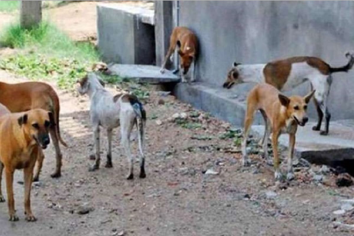 One year old child bitten by three dogs in Noida
