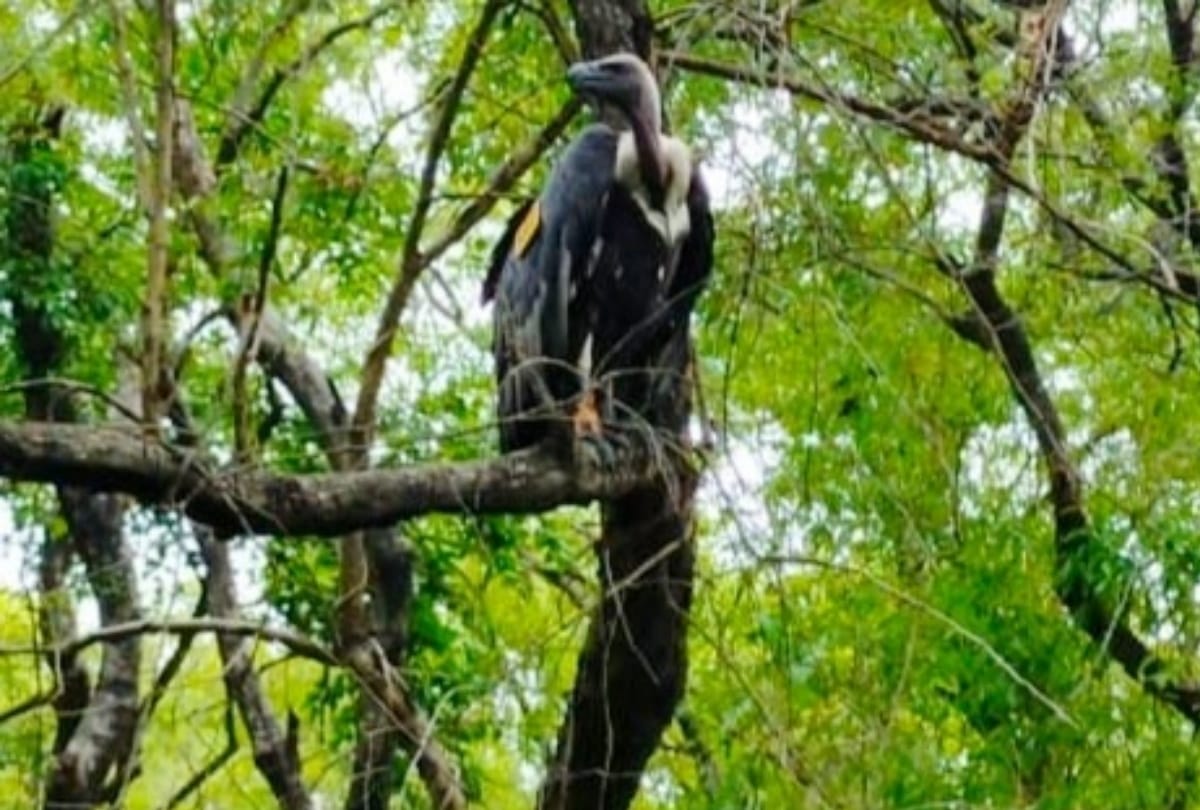 Vulture wandered from Nepal to India see latest photos here