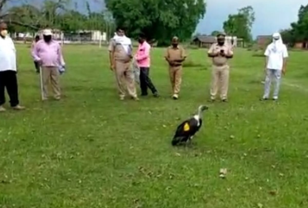 Vulture wandered from Nepal to India see latest photos here