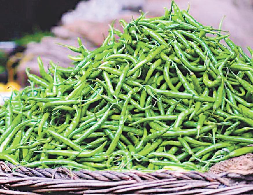 Chillies in heart .. crop is not sold