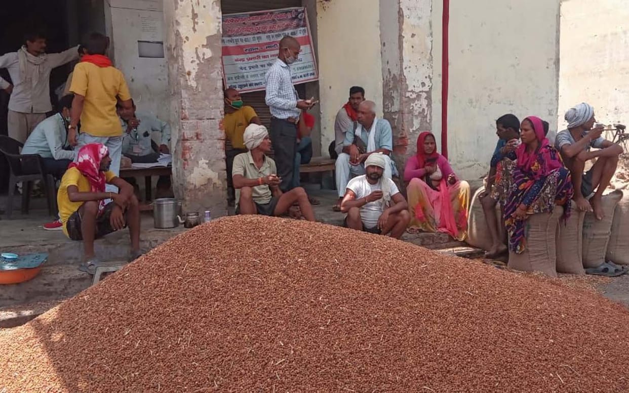 Pulses purchasing centers cut by four to five kg