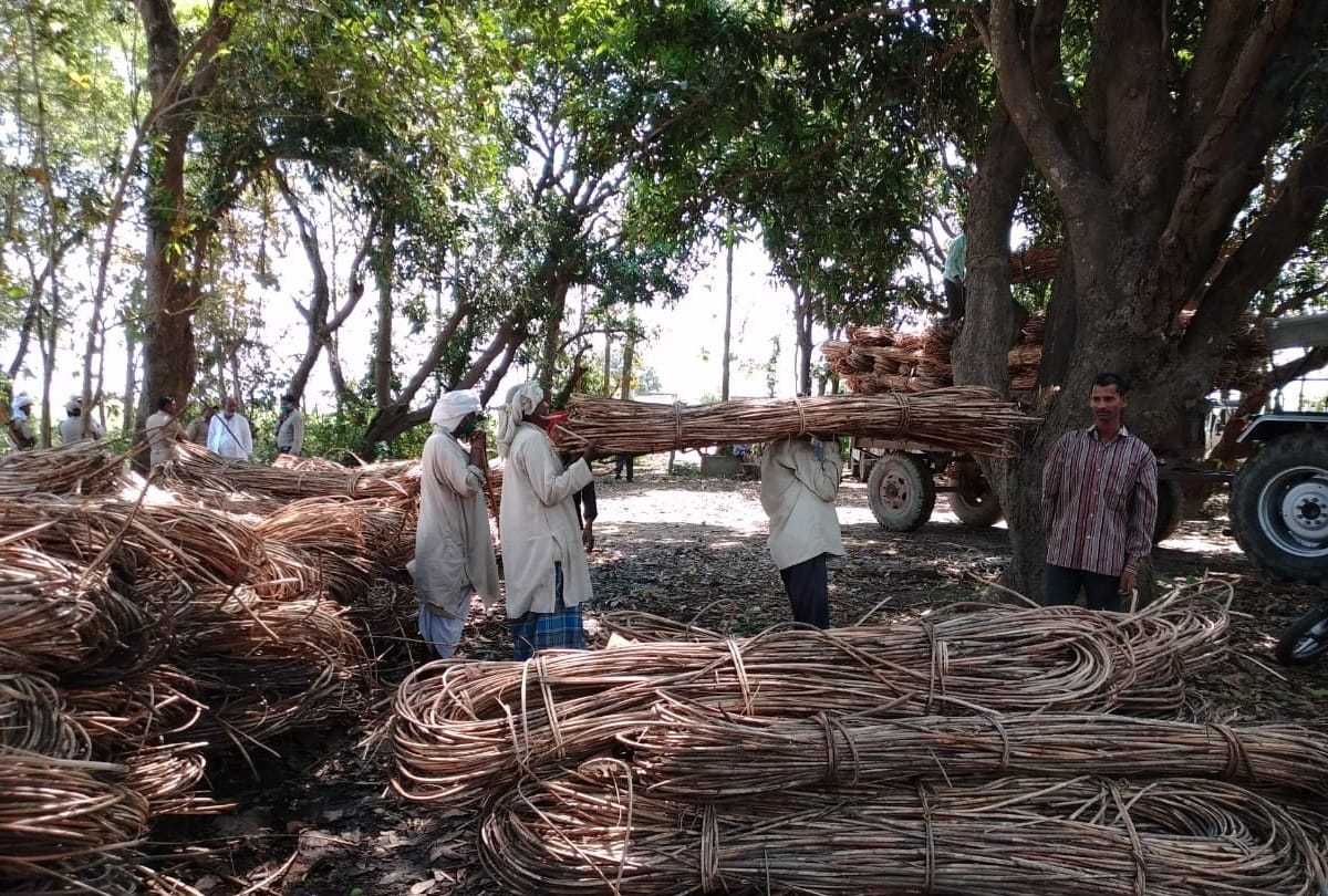 Forest department raided and recovered 222 bundle cane in Maharajganj