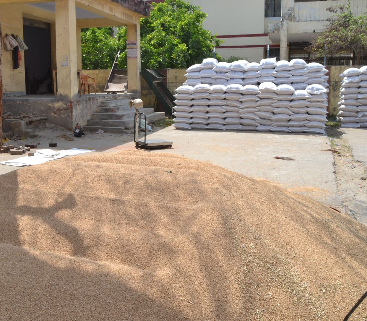 agriculture in etah