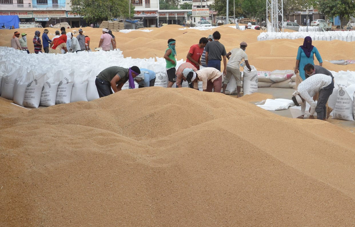 Luster loss cut if wheat crop wet.