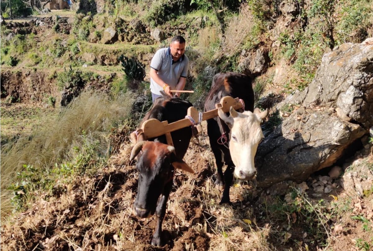 Congress MLA Ploughing field for Ginger Cultivation in Sirmour Himachal Pradesh