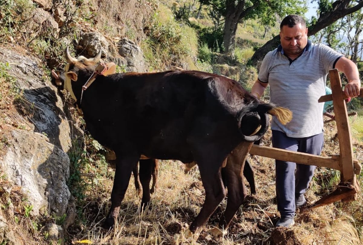 Congress MLA Ploughing field for Ginger Cultivation in Sirmour Himachal Pradesh