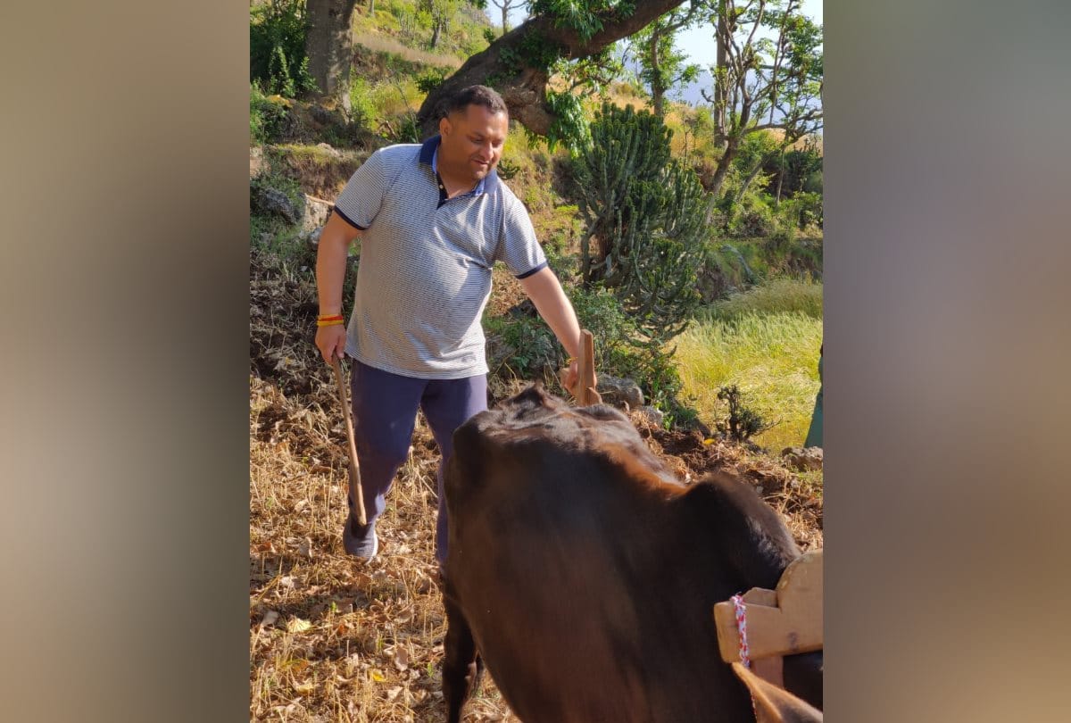 Congress MLA Ploughing field for Ginger Cultivation in Sirmour Himachal Pradesh