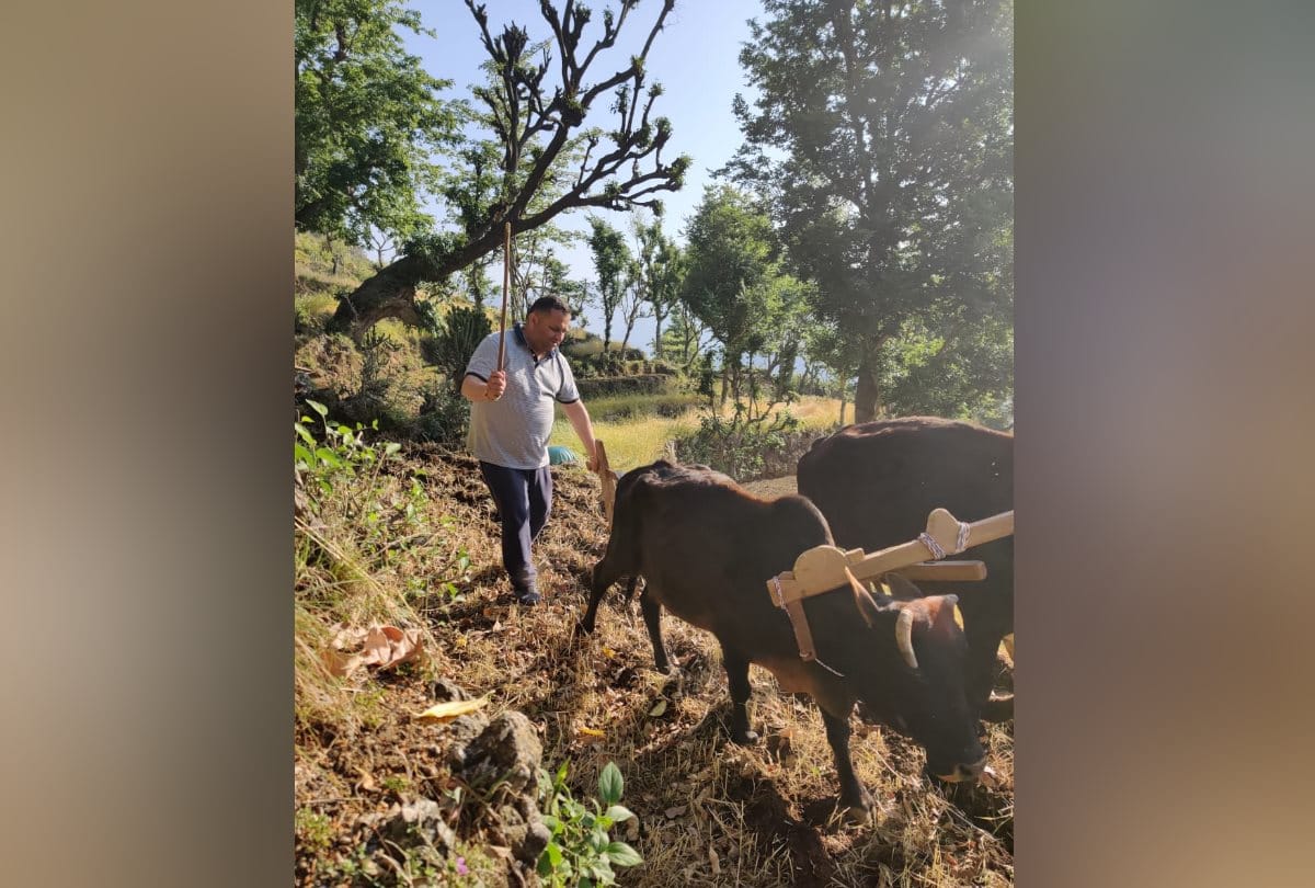 Congress MLA Ploughing field for Ginger Cultivation in Sirmour Himachal Pradesh