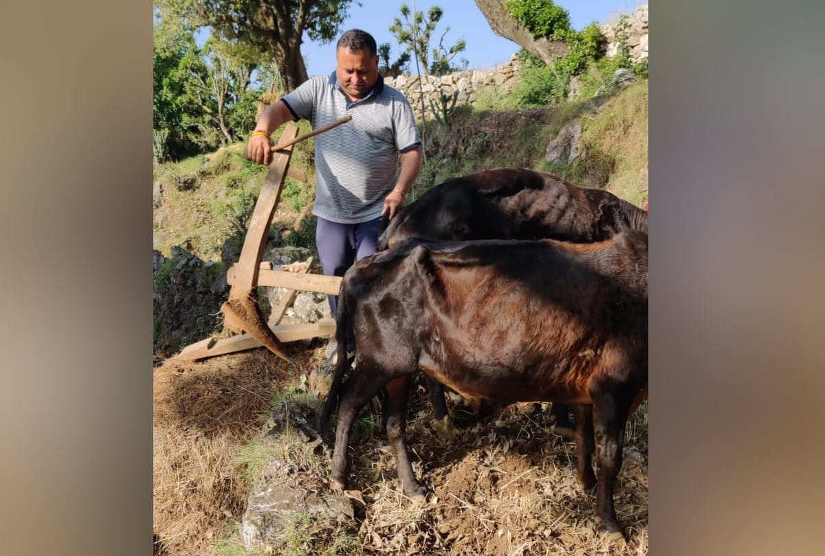 Congress MLA Ploughing field for Ginger Cultivation in Sirmour Himachal Pradesh