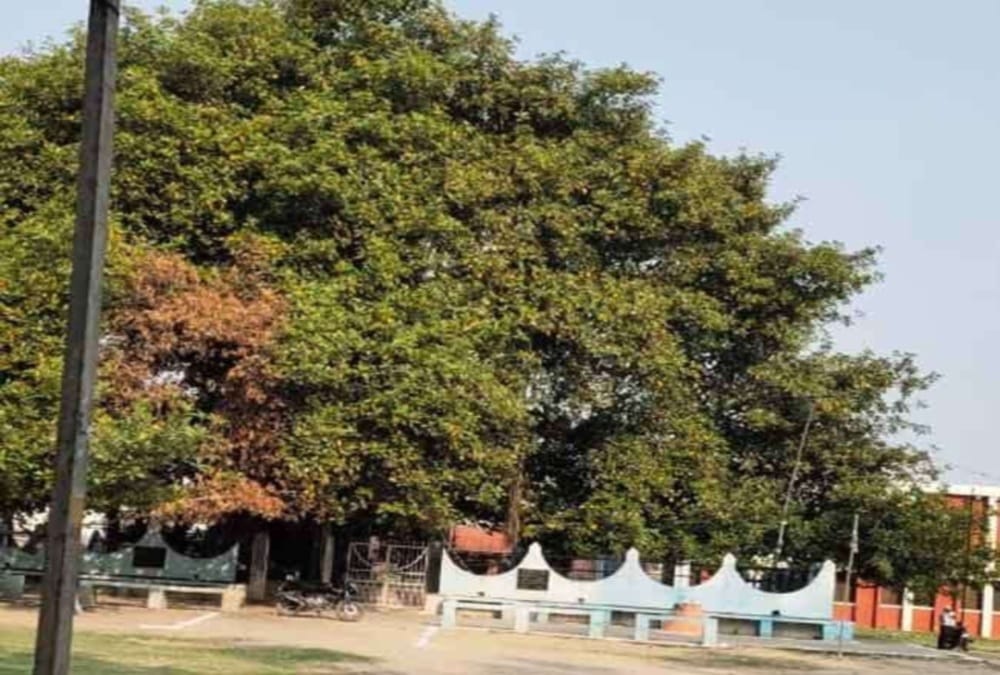 Revolution of 1857: Many Revolutionary Hanged on  Roorkee This Tree