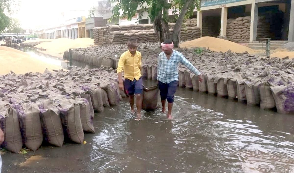 Wheat worth billions of rupees drenched in grain market of Safidon due to heavy rains