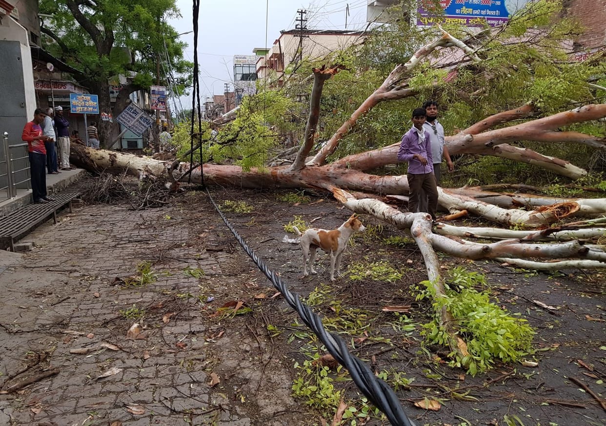 Trees and poles broken in place due to thunderstorm, lightning strikes across the district