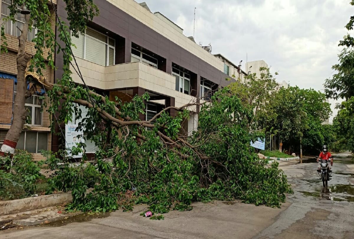 Tree falls in faridabad sector 16 due to wind storm delhi NCR weather news in hindi