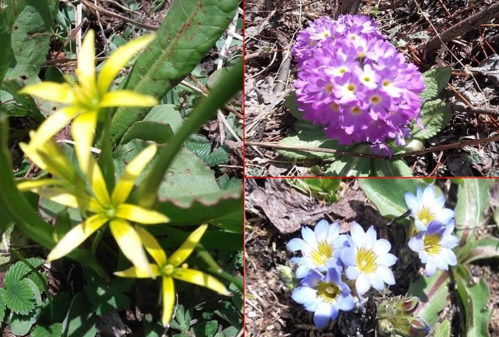 Many flowers bloom in Valley of flowers uttarakhand