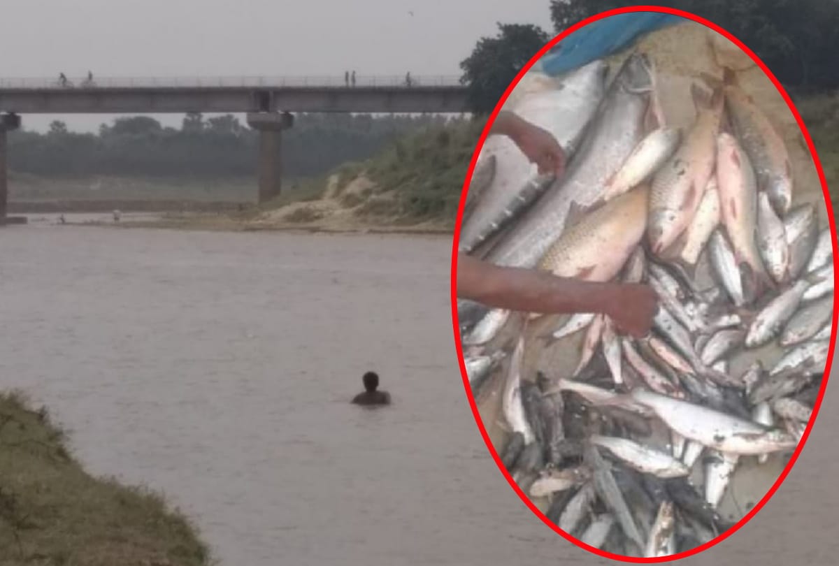 Fish died due to Poisonous water came in Rapti river at Gorakhpur