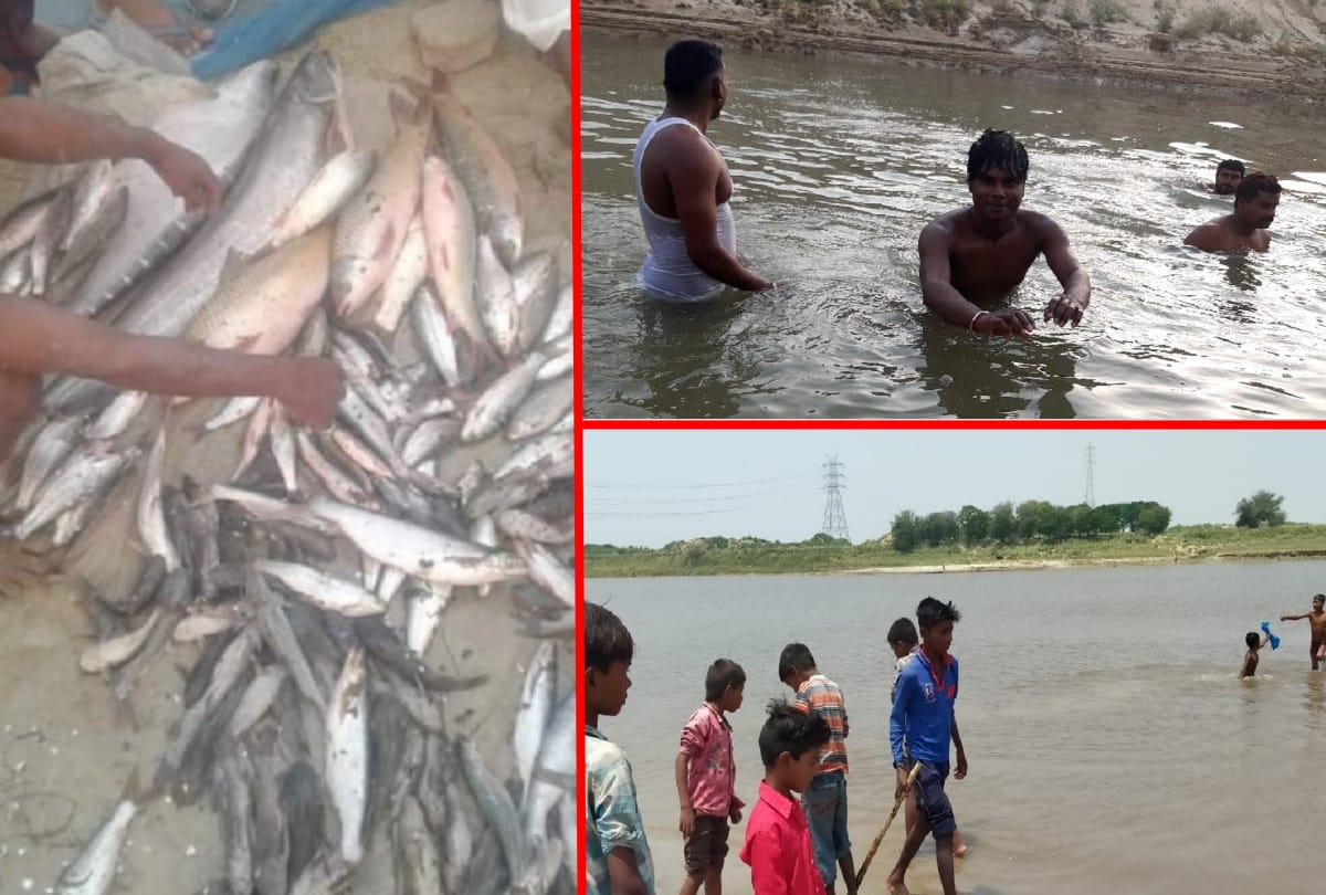 Fish died due to Poisonous water came in Rapti river at Gorakhpur