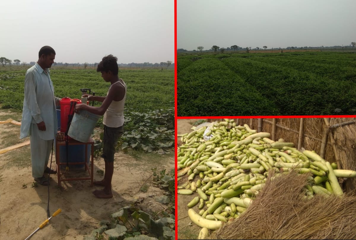 Hard work has grown vegetables on sand at Gorakhpur